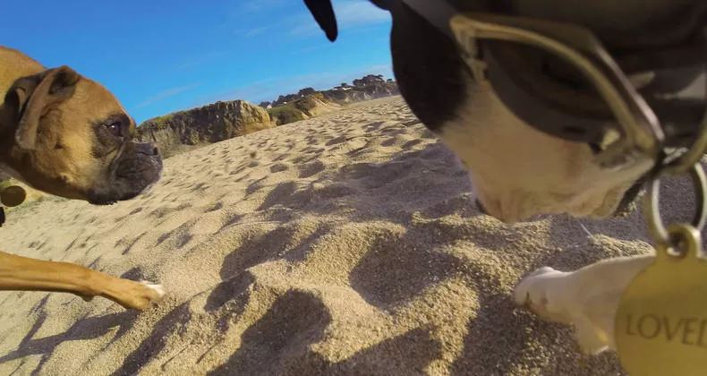 GoPro Fetch: una telecamera per Fido